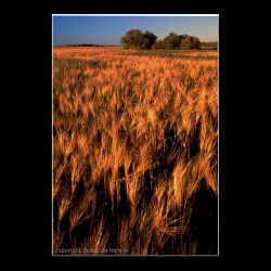 wheatfield.jpg (78850 bytes)